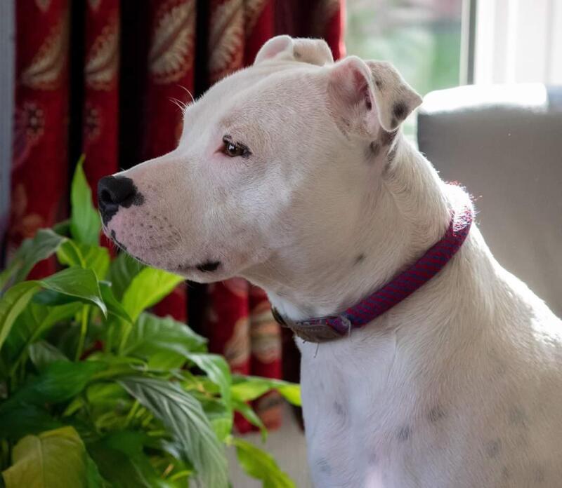 Jasper, a 5 years old male Staffordshire Bull Terrier available for adoption from NISBTR in Northern Ireland
