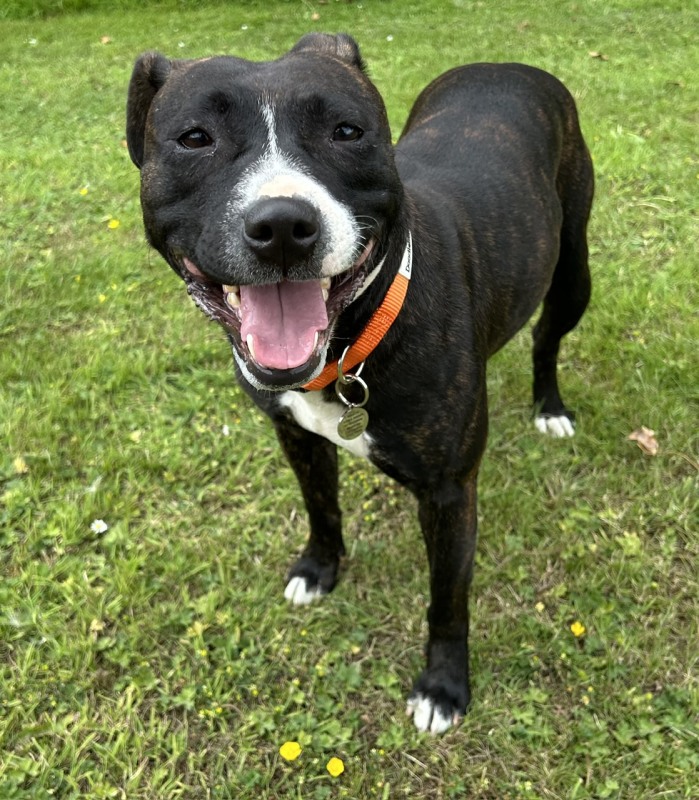 Luna, a Unknown old female Staffordshire Bull Terrier available for adoption from NISBTR in Northern Ireland